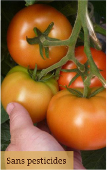 Sans pesticides